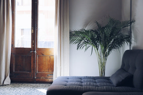 How to choose the Ideal Indoor Lighting for Plants - Dulora